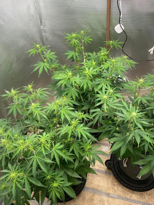 Serving Gelato: First Try. Week 5