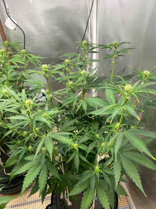 Serving Gelato: First Try. Week 5