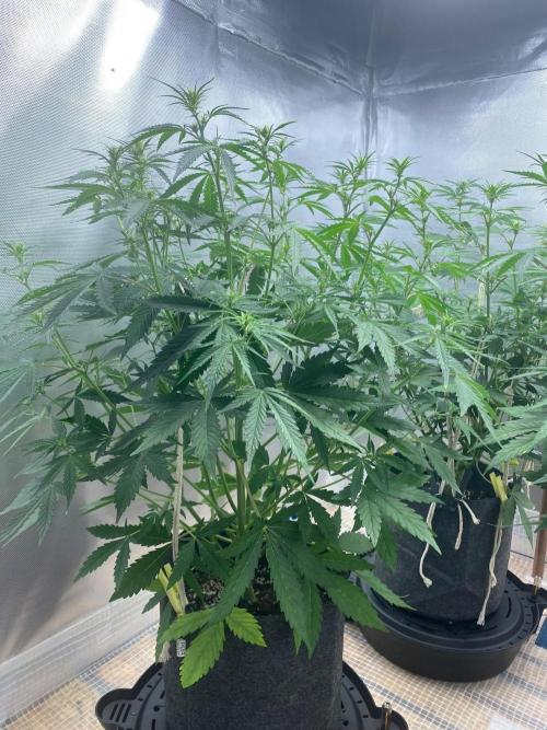 Serving Gelato: First Try. Week 5