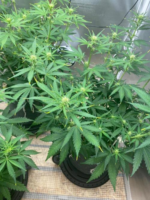 Gelato Auto. Week 5