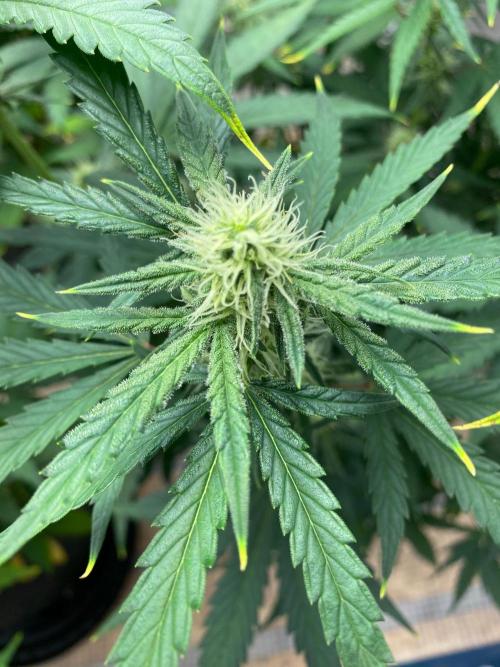 Gelato Auto. Week 6