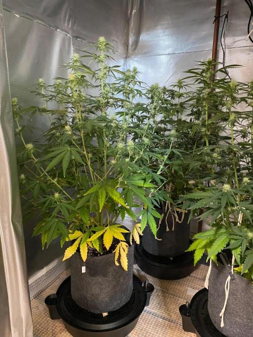 Serving Gelato: First Try. Week 6