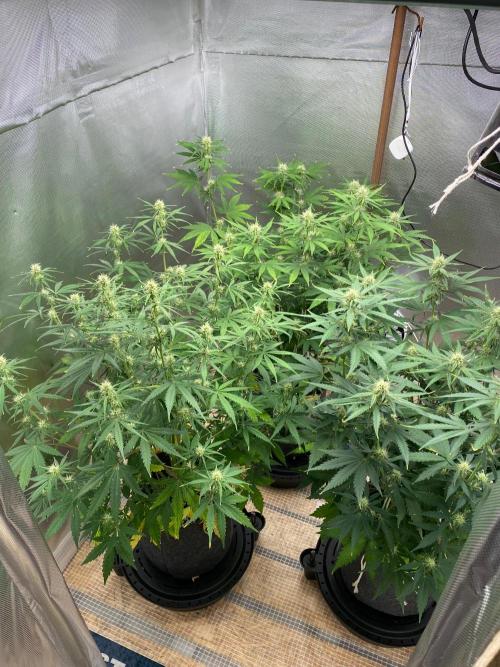 Serving Gelato: First Try. Week 6