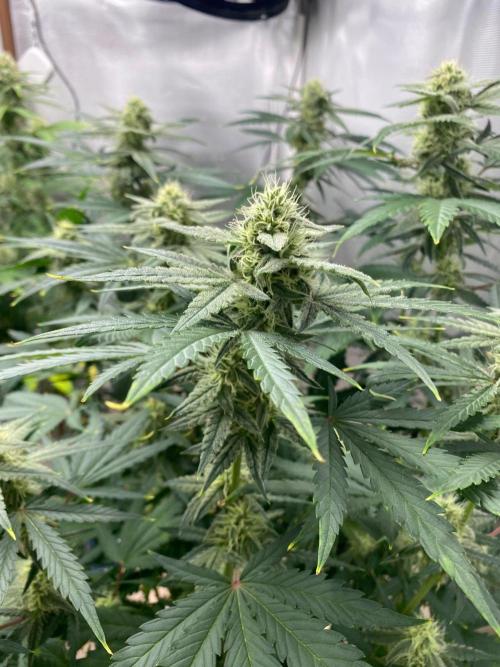 Serving Gelato: First Try. Week 7