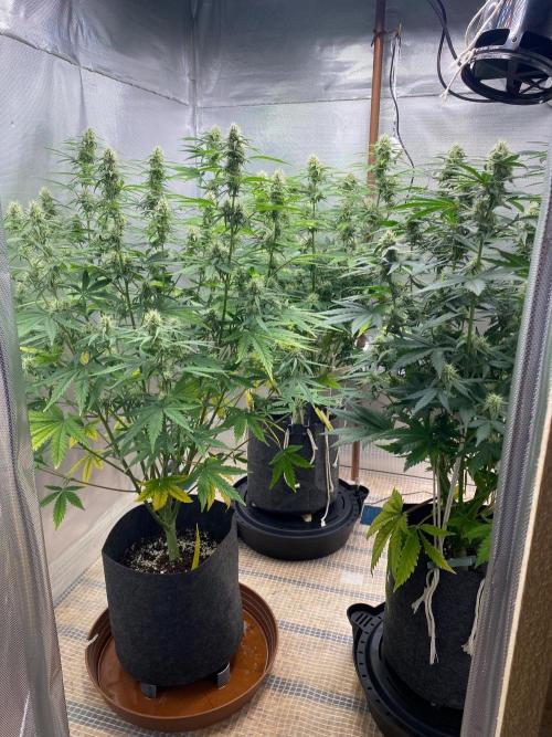 Serving Gelato: First Try. Week 7