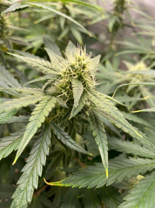 Serving Gelato: First Try. Week 7