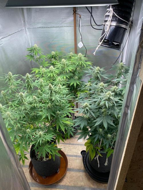 Serving Gelato: First Try. Week 7