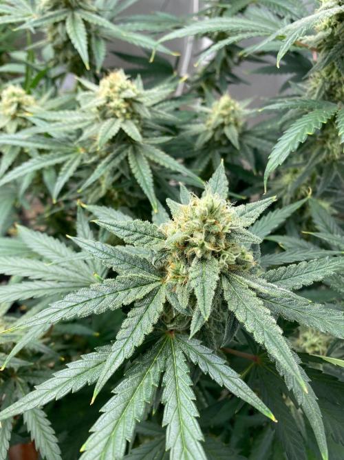 Serving Gelato: First Try. Week 8