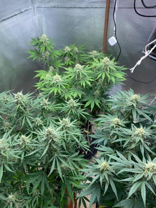 Serving Gelato: First Try. Week 8