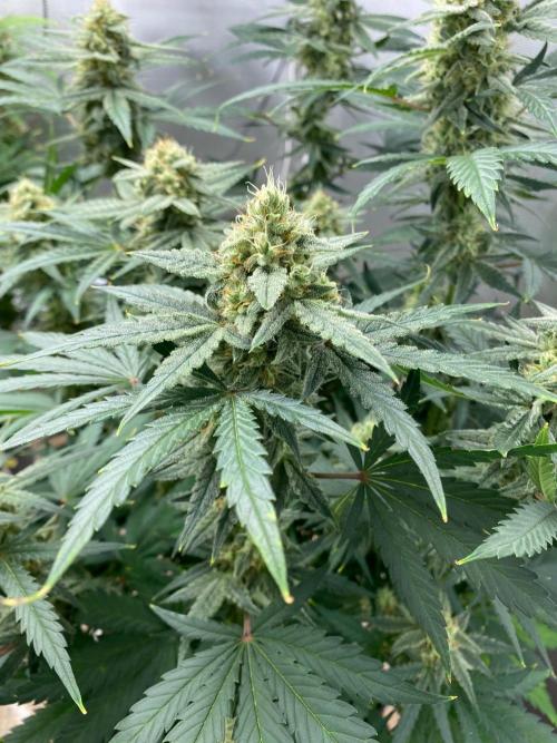 Gelato Auto. Week 8