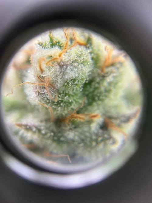 Serving Gelato: First Try. Week 9