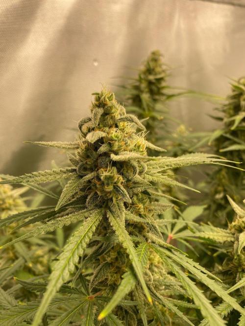 Serving Gelato: First Try. Week 9 - Clawing from Nitrogen?