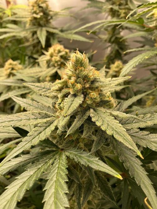 Serving Gelato: First Try. Week 9