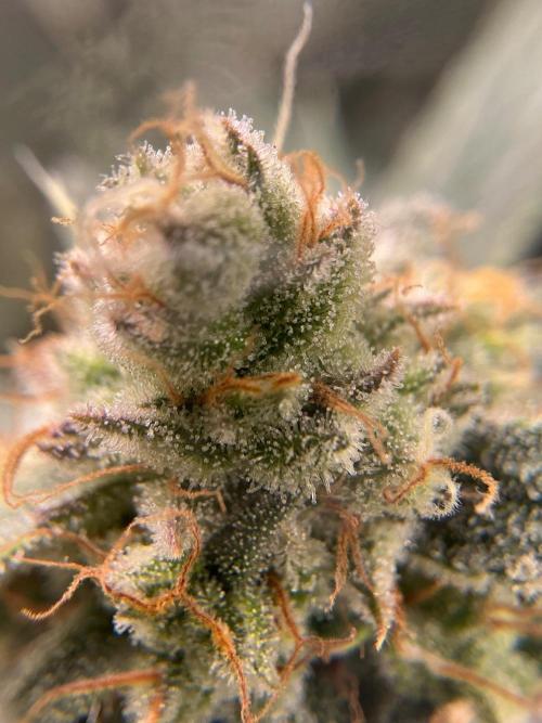 Serving Gelato: First Try. Week 9