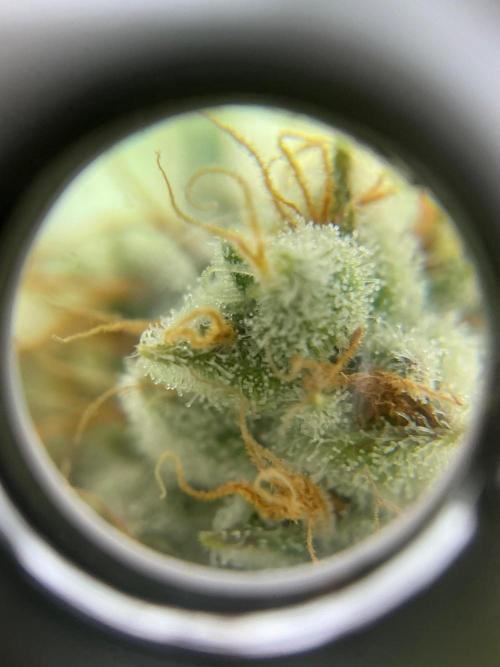 Serving Gelato: First Try. Week 9