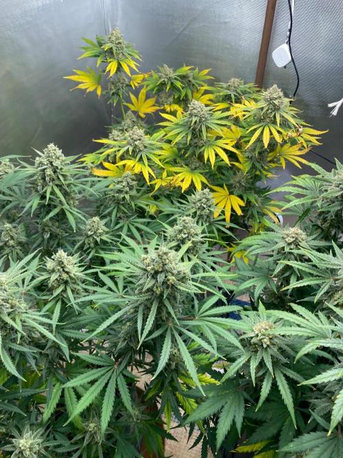 Serving Gelato: First Try. Week 11