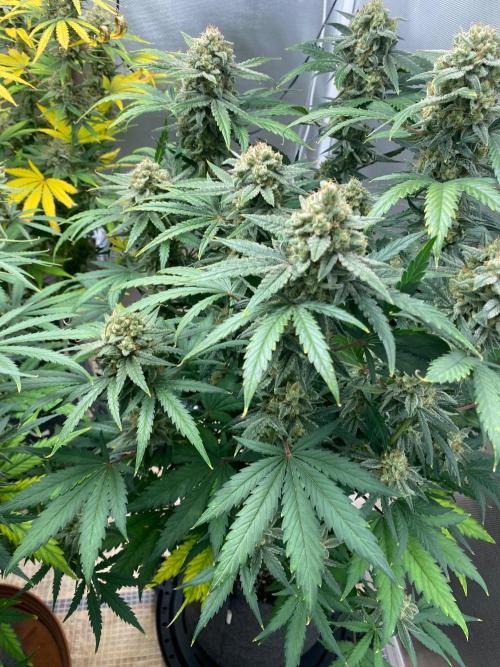 Serving Gelato: First Try. Week 11