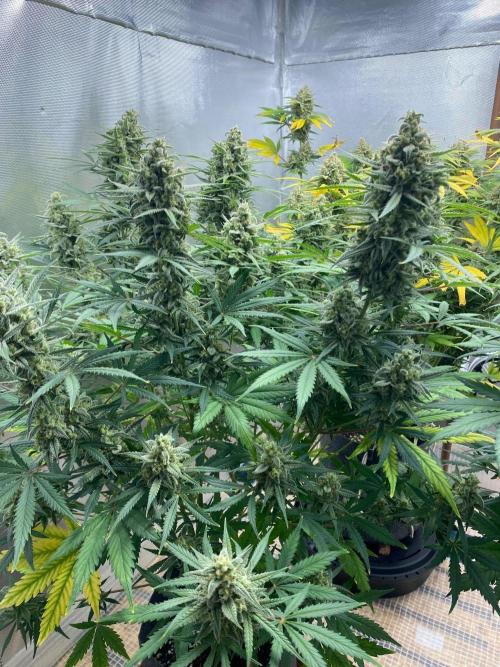 Serving Gelato: First Try. Week 11