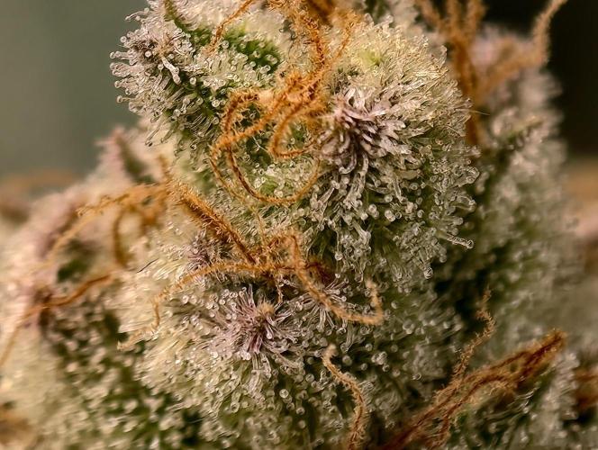 Serving Gelato: First Try. Week 11