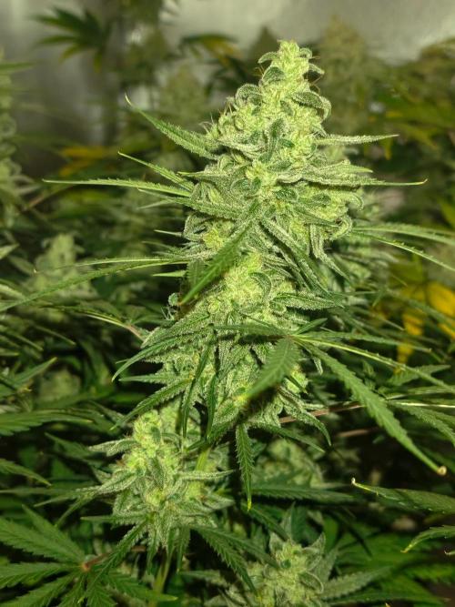 Serving Gelato: First Try. Week 11