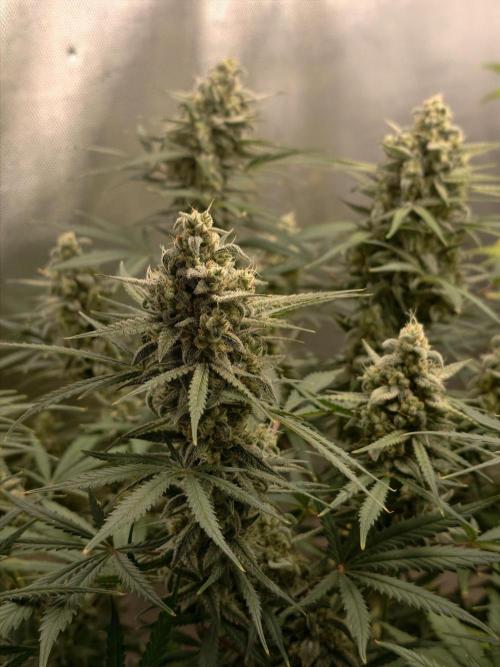 Serving Gelato: First Try. Week 11