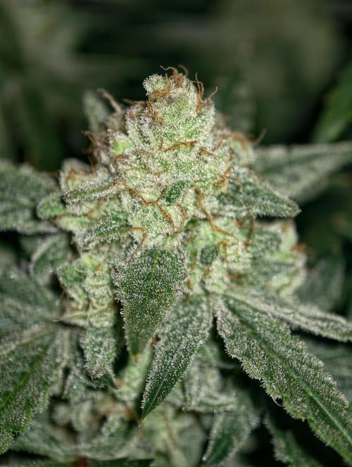 Serving Gelato: First Try. Week 11