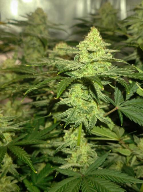 Serving Gelato: First Try. Week 11