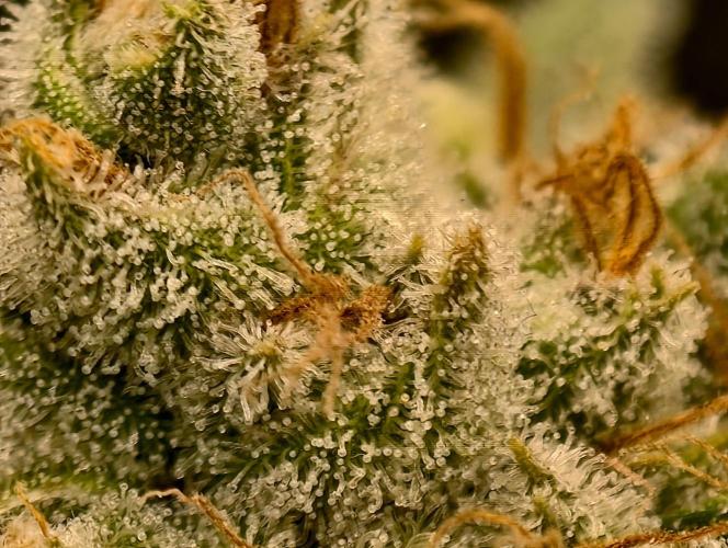 Serving Gelato: First Try. Week 11