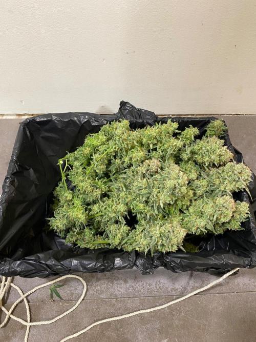 Serving Gelato: First Try. Week 11 - 2 - 340g