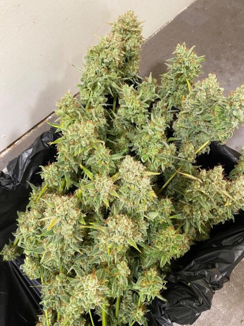 Serving Gelato: First Try. Week 11 - 3 - 467g