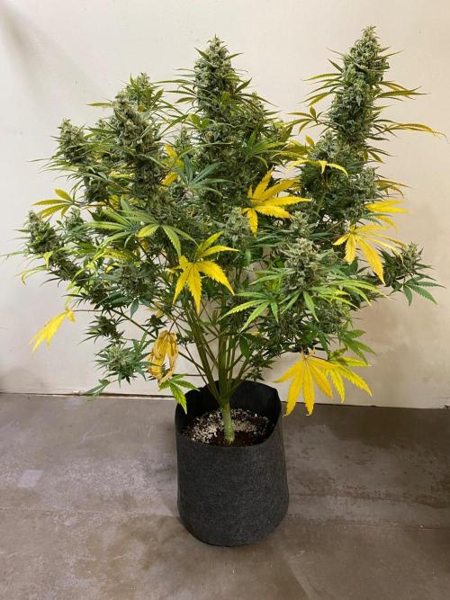 Serving Gelato: First Try. Week 11 - 1