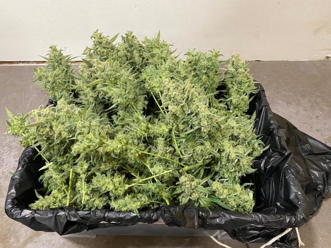 Serving Gelato: First Try. Week 11 - 1 - 559g