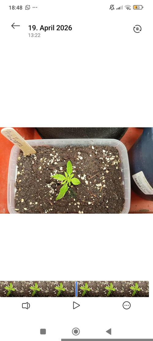 Pineapple Express. Week 1