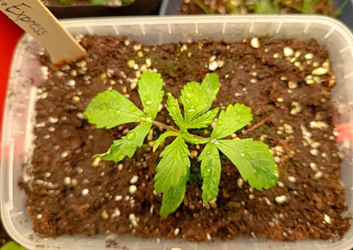 Pineapple Express. Week 4