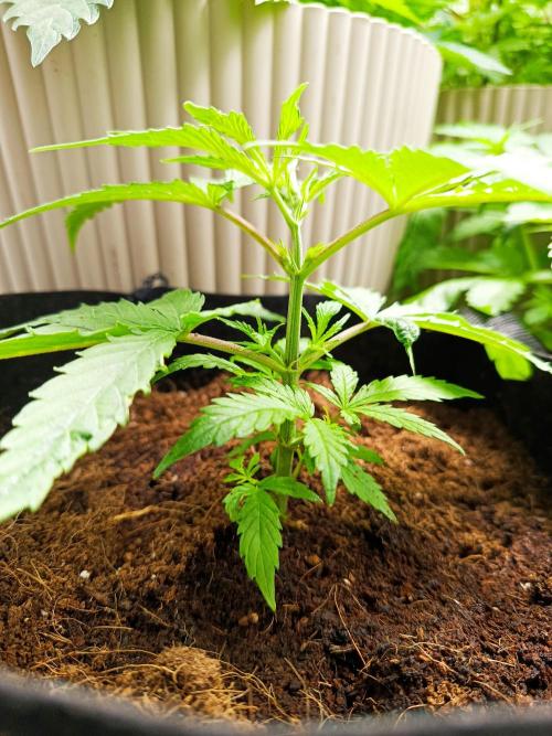 Pineapple Express. Week 4 - Umgesetzt in neuen Topf 