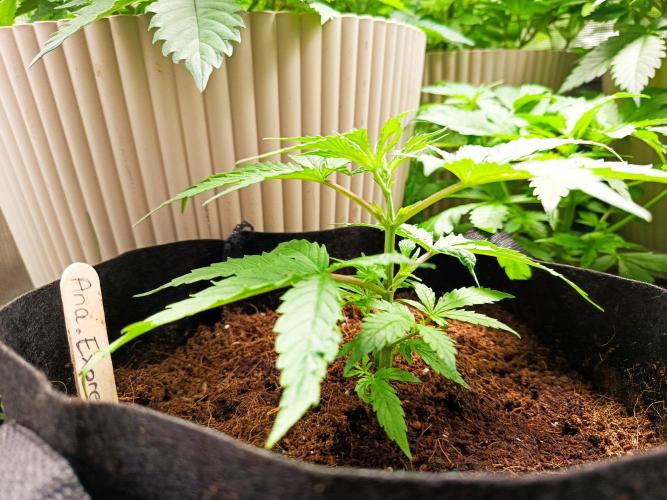 Pineapple Express. Week 4 - Erde mit Kokosphasern gemischt 