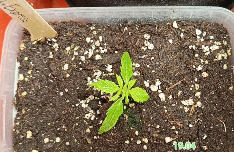 Pineapple Express. Week 2 - Bisher super. Schnelle Keimung 