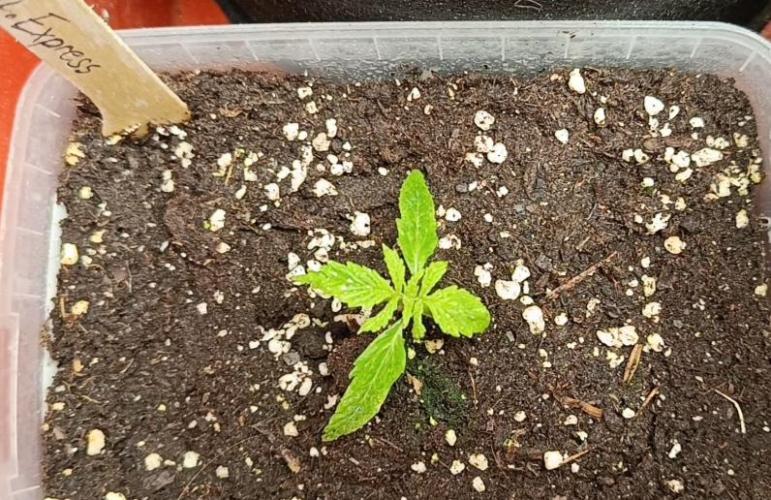 Pineapple Express. Week 2 - Super Genetik 
