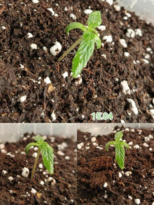 Pineapple Express. Week 2