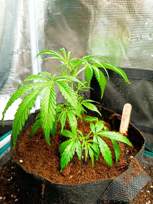 Pineapple Express. Week 5 - 2 Blätter sind, Hand groß 