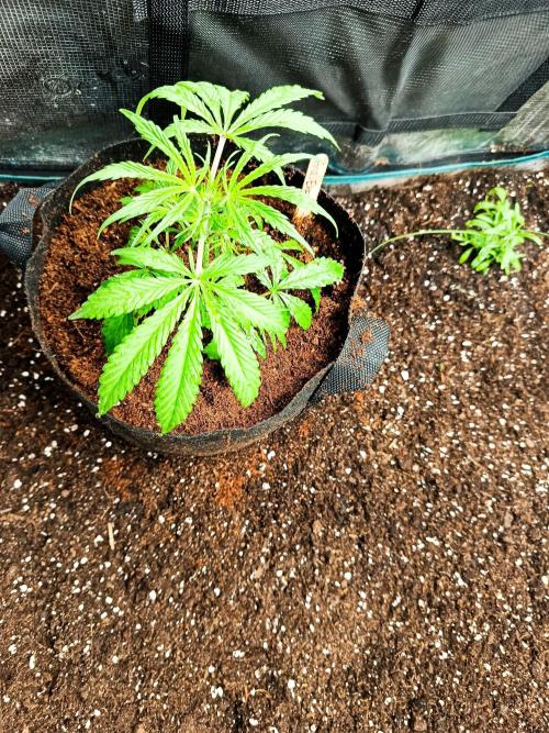 Pineapple Express. Week 5 - Wanne mit Erde gefüllt. Topf unten offen. Etwas mehr Wasser als gewohnt.