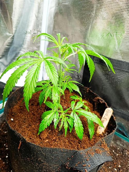 Pineapple Express. Week 5 - 20 cm vom Topfrand 