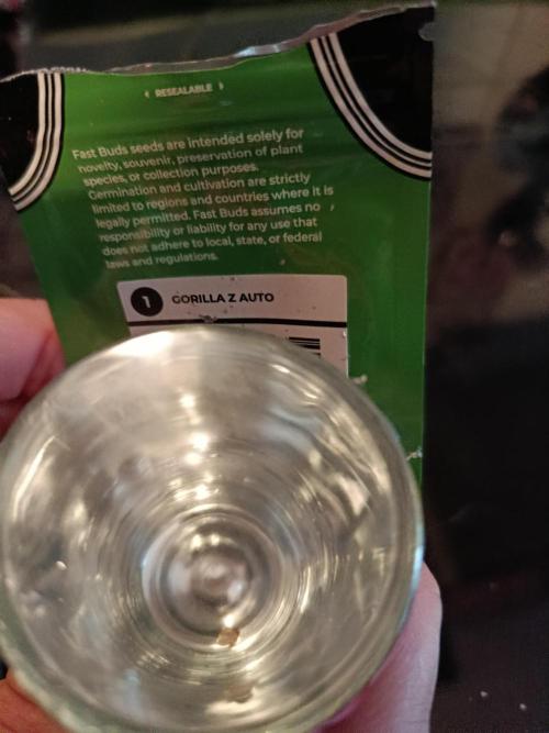Gorilla Z Auto. Week 0 - Eher dunkel halten mit Deckel. Kein kalter Boden 