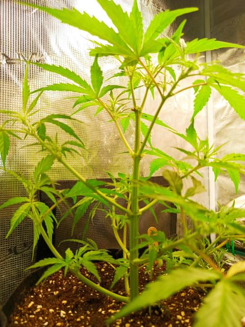Pineapple Express. Week 6 - Über Nacht 2cm gewachsen.