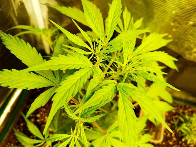 Pineapple Express. Week 6 - Blüte Ansatz ist sichtbar 
