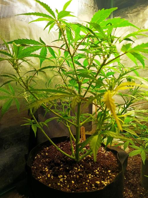 Pineapple Express. Week 7 - 5 Tage später 7cm gewachsen 