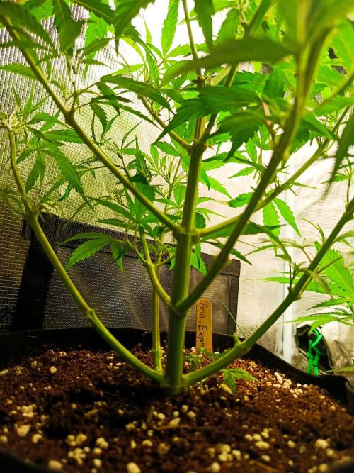 Pineapple Express. Week 7 - Wird bestimmt die nächsten Tage in Blüte gehen.
