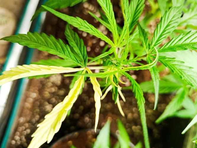 Pineapple Express. Week 7 - Helle Blätter an einer Stelle. 