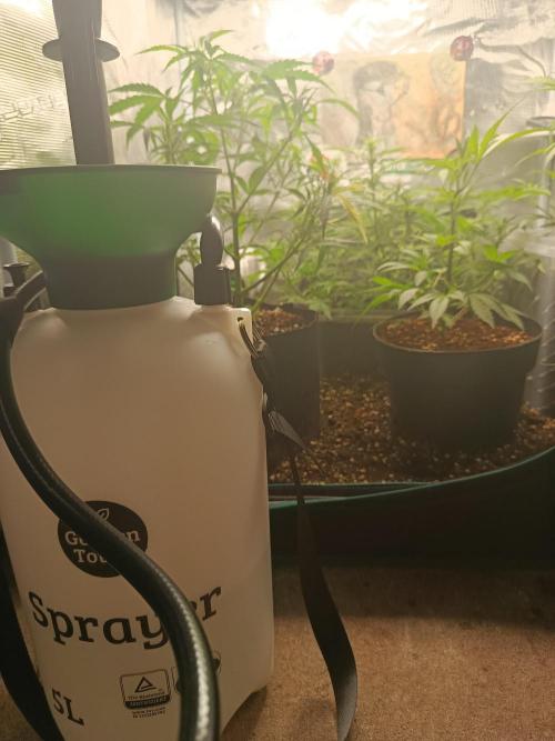 Pineapple Express. Week 7