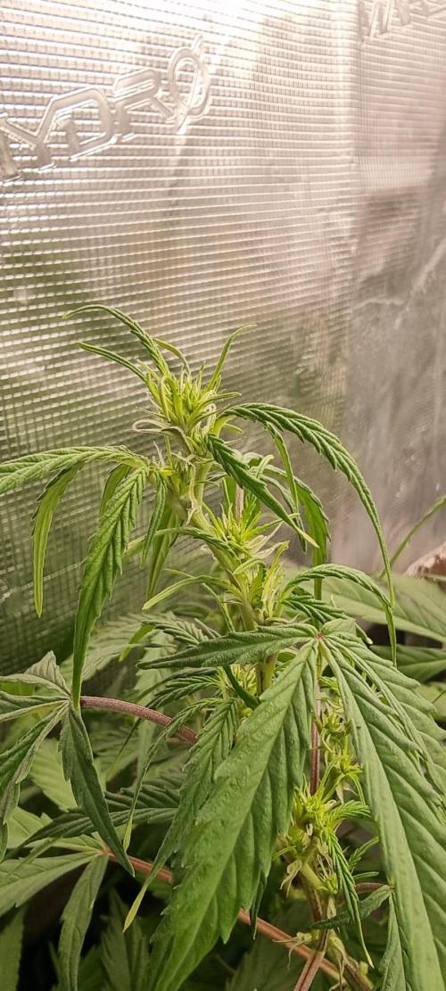 Pineapple Express. Week 8 - 30 Mai Blüte 